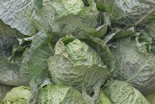 Group Green Cabbage For Background Royalty Free Stock Photo Group Green Cabbage For Background Royalty Free Stock Photo