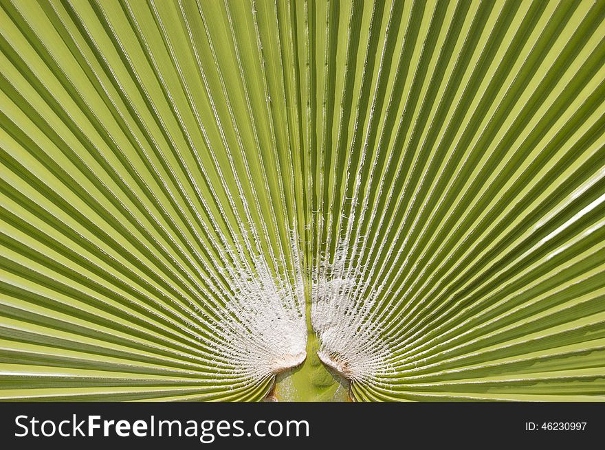 Palm leaf background  of Washingtonia filifera. Palm leaf background  of Washingtonia filifera