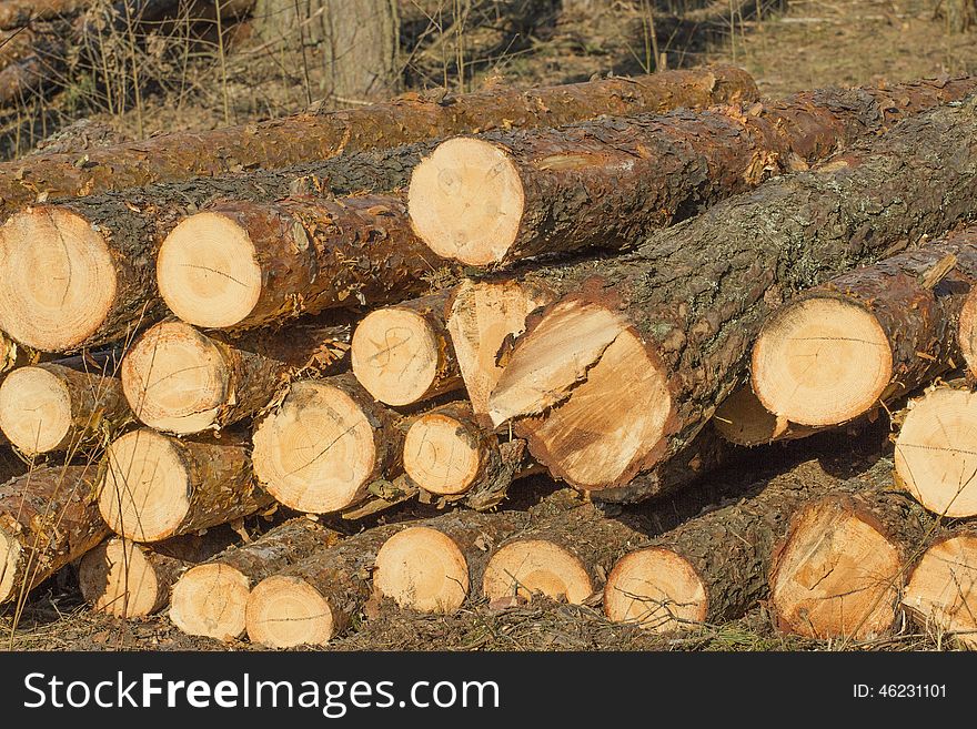 Firewood for cold winter$ felled tree. Firewood for cold winter$ felled tree