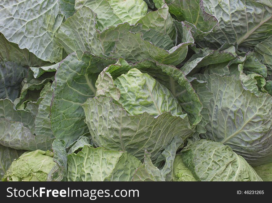 Group green ripe fresh cabbage for background. Group green ripe fresh cabbage for background
