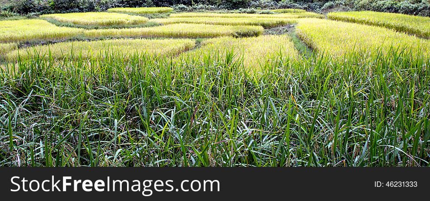 Golden rice farm. Golden rice farm