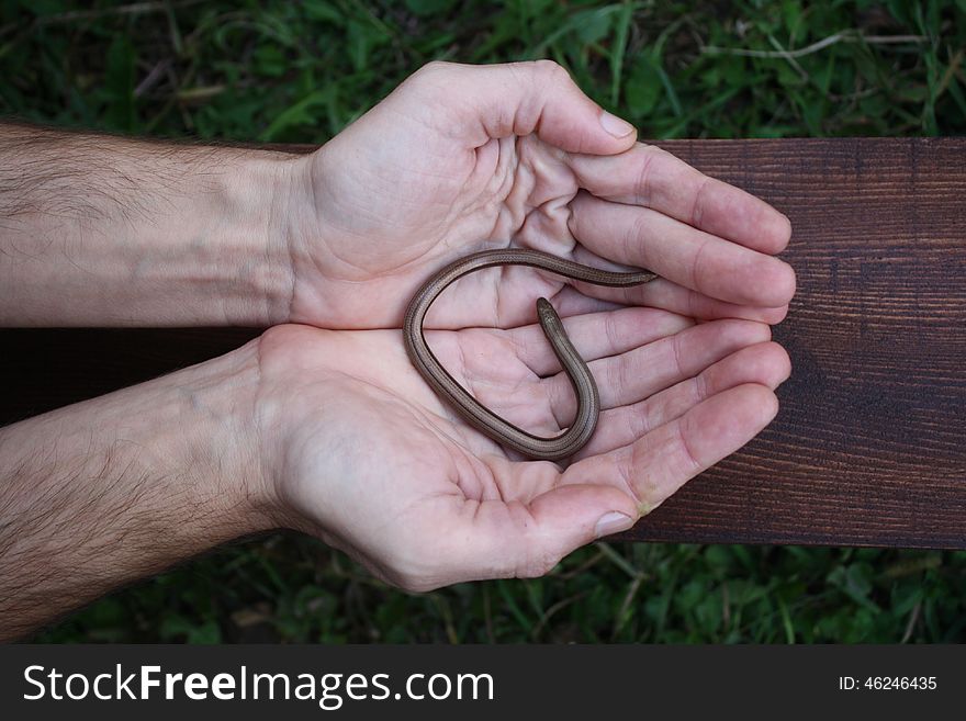 Not a poisonous snake on your palm. Not a poisonous snake on your palm