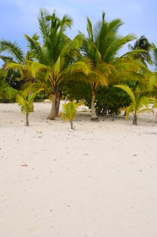 Coconut Palm Trees On The Beach Stock Photos Coconut Palm Trees On The Beach Stock Photos
