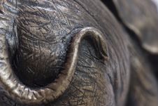 Elephant Tail Stock Photo