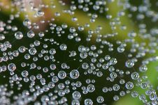 Dewdrops On A Cobweb Stock Images