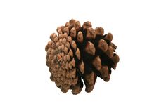 Pine Cone. Stock Photo Pine Cone. Stock Photo