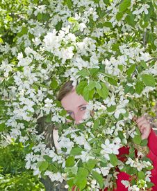 Girl Hiding In The Spring Apple Flowers Royalty Free Stock Photography Girl Hiding In The Spring Apple Flowers Royalty Free Stock Photography