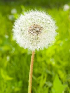 Dandelion Head On The Spring Meadow Stock Photography Dandelion Head On The Spring Meadow Stock Photography