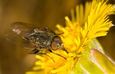 Fly On The Flower Royalty Free Stock Photos Fly On The Flower Royalty Free Stock Photos