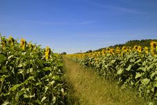 Sunflower Field Stock Images Sunflower Field Stock Images