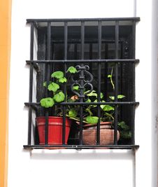 Flowers In The Window Stock Photo Flowers In The Window Stock Photo