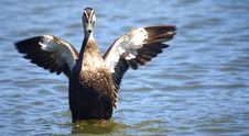Wild Duck Stock Image Wild Duck Stock Image