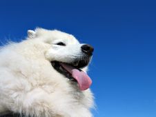 Samoyed Dog Stock Photography Samoyed Dog Stock Photography