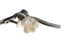 Garlic Press And Garlic Royalty Free Stock Photo Garlic Press And Garlic Royalty Free Stock Photo