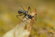 Ant Eating Dried Apple Skin Stock Photos