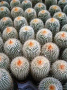 Cactus Stock Images