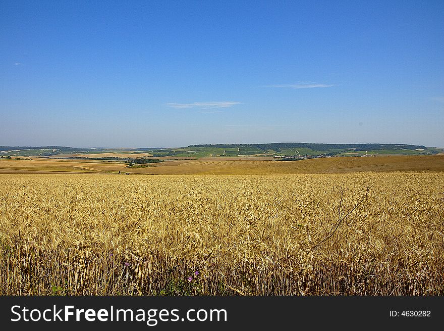 A landscape of a cornfield with several ripe ears. A landscape of a cornfield with several ripe ears
