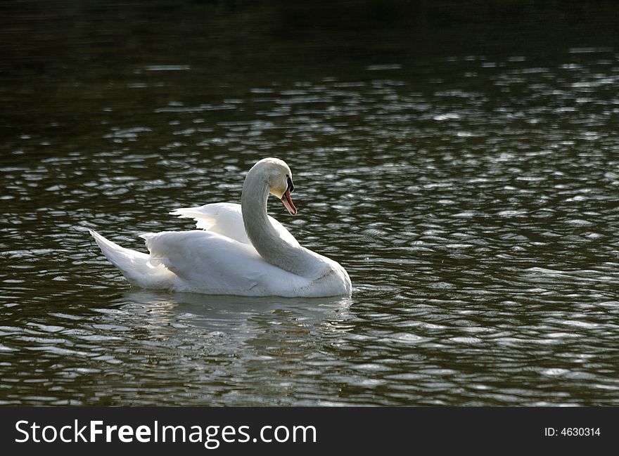 A single swan in a lake.