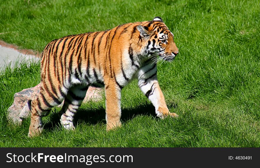 This is a tiger walking on soft green grass a sunny day. This is a tiger walking on soft green grass a sunny day