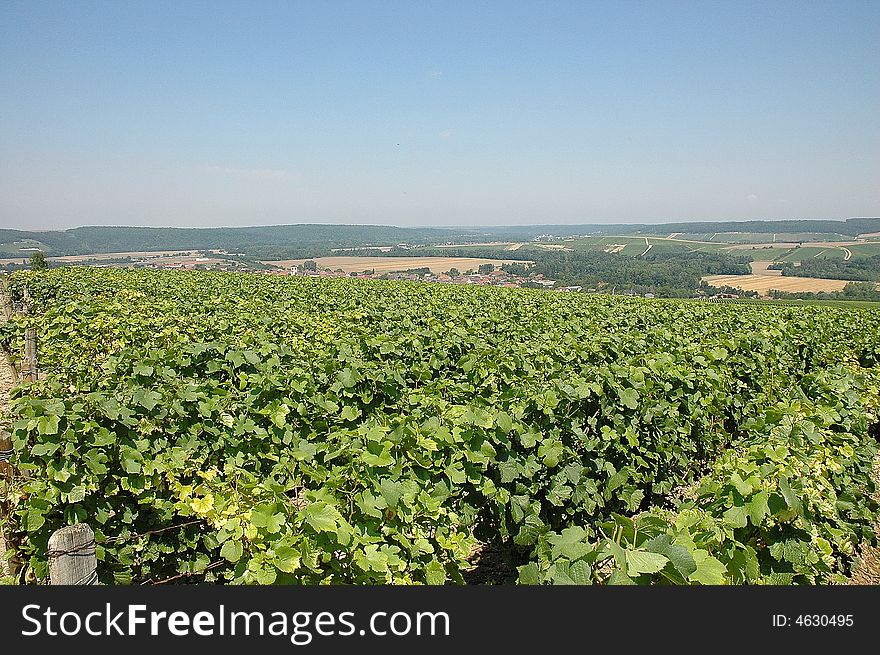 Vast extent of ground with luxuriant vineyards