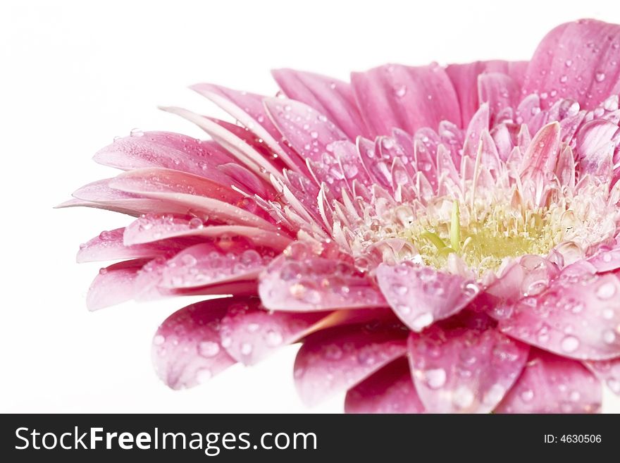Gerber daisy with droplets on petals