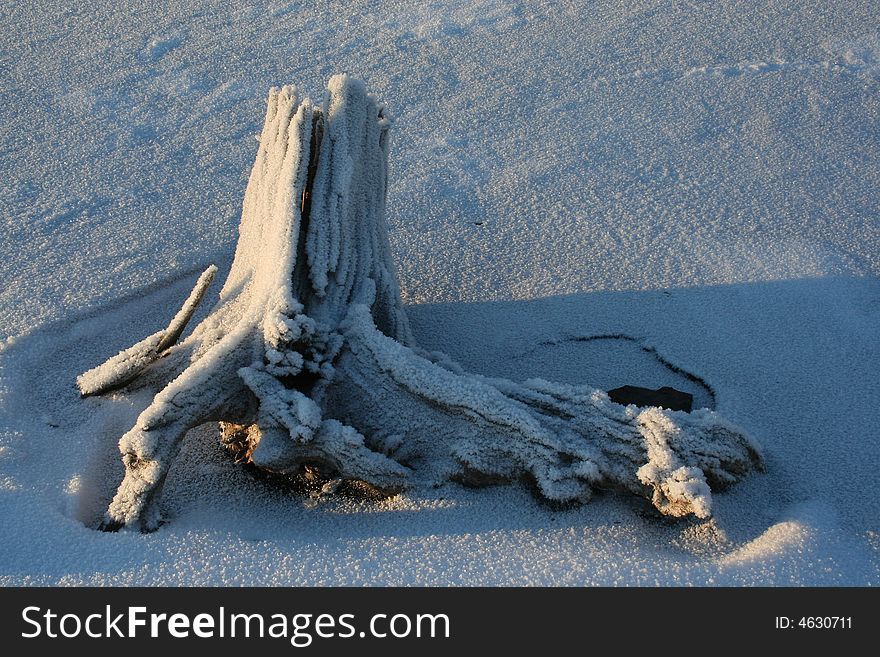 A big snag on the snowy meadow