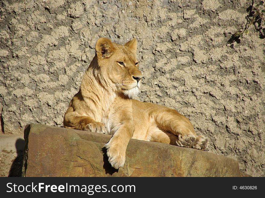 A female lion on a rock in a zoo