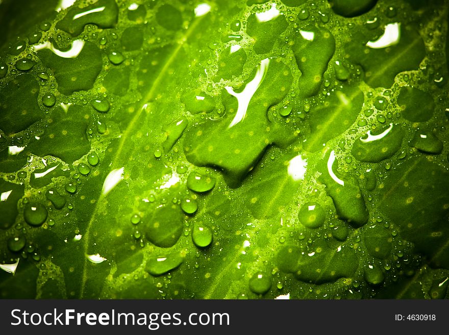 Wet green vibrant colors leaf background. Wet green vibrant colors leaf background