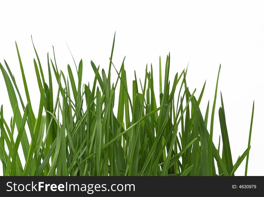 Green grass - as a background or frame