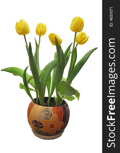 Tulips in a flower pot over white.