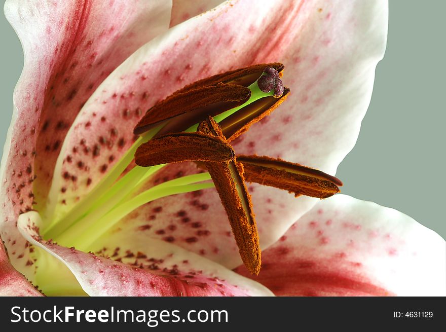 Close up of lily over grey background