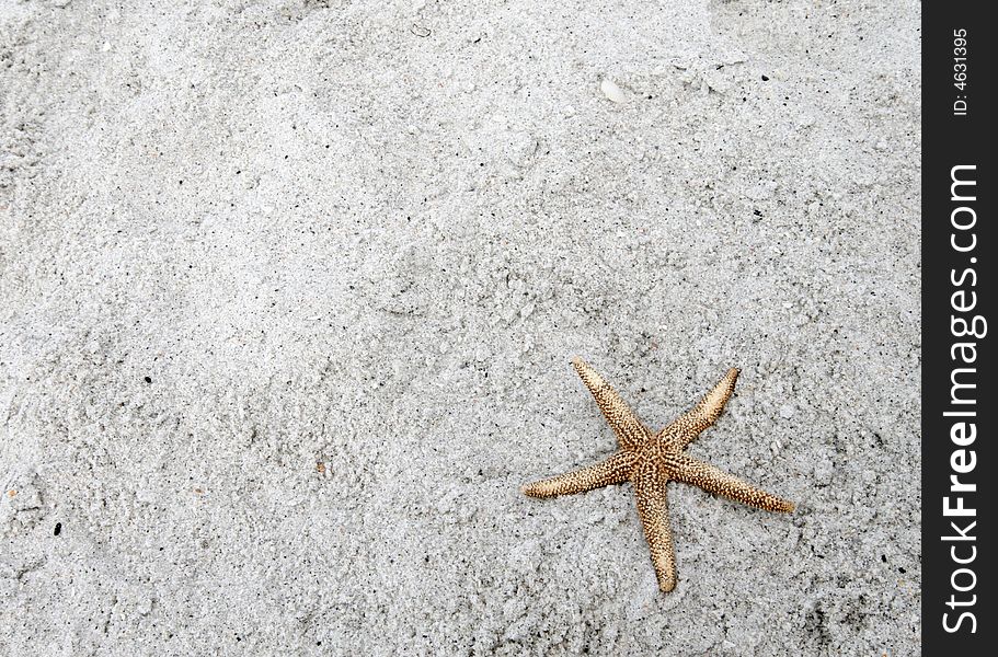 Starfish On Beach