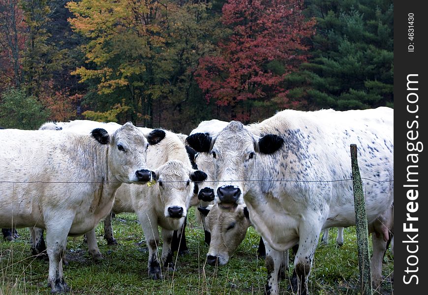 Autumn Cows During Rain Storm