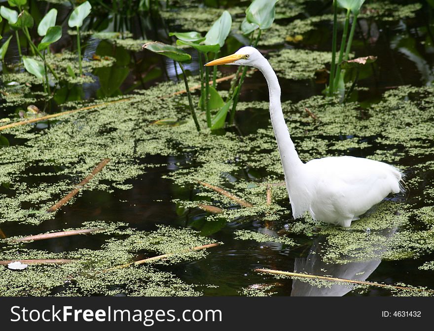 White heron wading in Big Cypress Bend Swamp. White heron wading in Big Cypress Bend Swamp