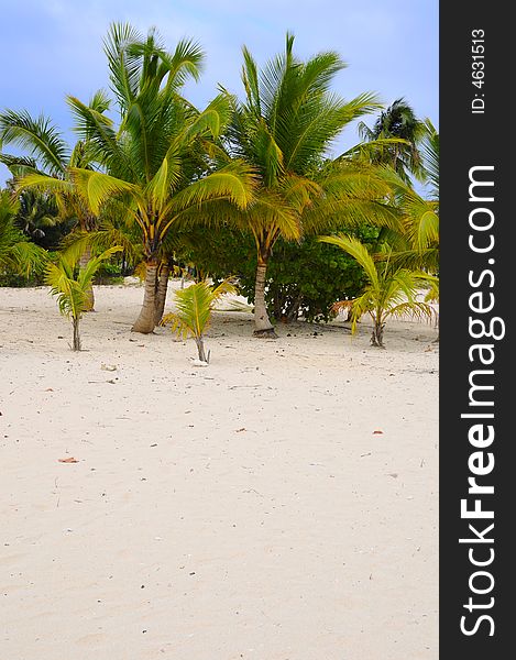 Coconut Palm Trees On The Beach