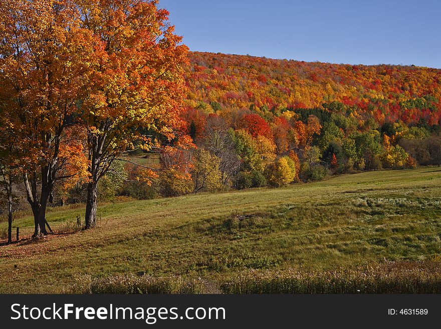 Autumn forest scene in rural pennsylvania. Autumn forest scene in rural pennsylvania