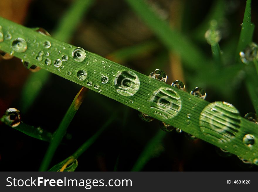 Grass Covered By Dewdrops