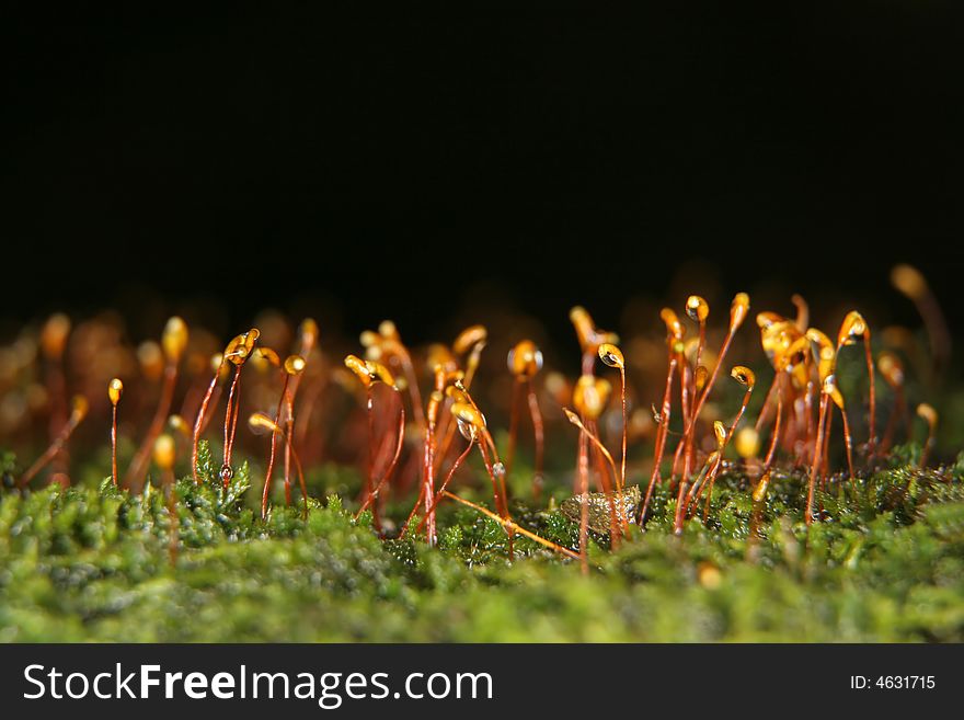 Moss On Dark Background