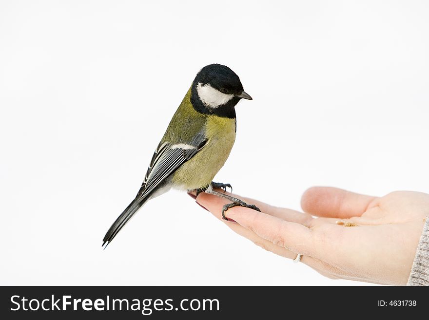 Great Tit alighted on a woman's hand