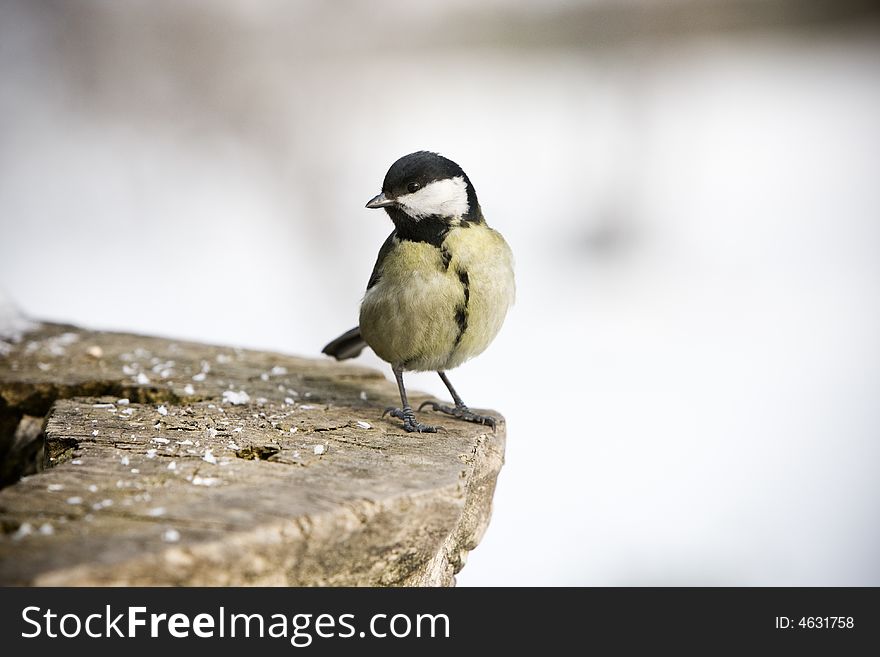 Great Tit alighted on a piece of wood. Great Tit alighted on a piece of wood