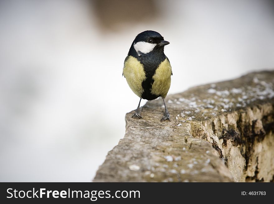 Great Tit alighted on a piece of wood. Great Tit alighted on a piece of wood