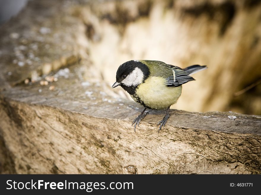 Great Tit alighted on a piece of wood. Great Tit alighted on a piece of wood