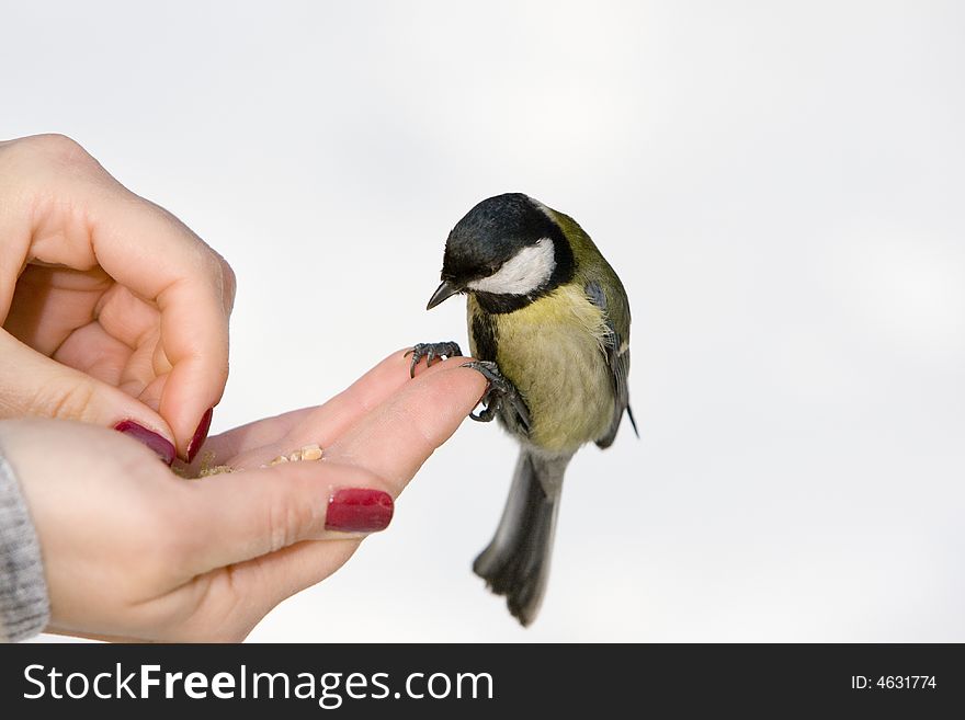 Great Tit alighted on a woman's hand
