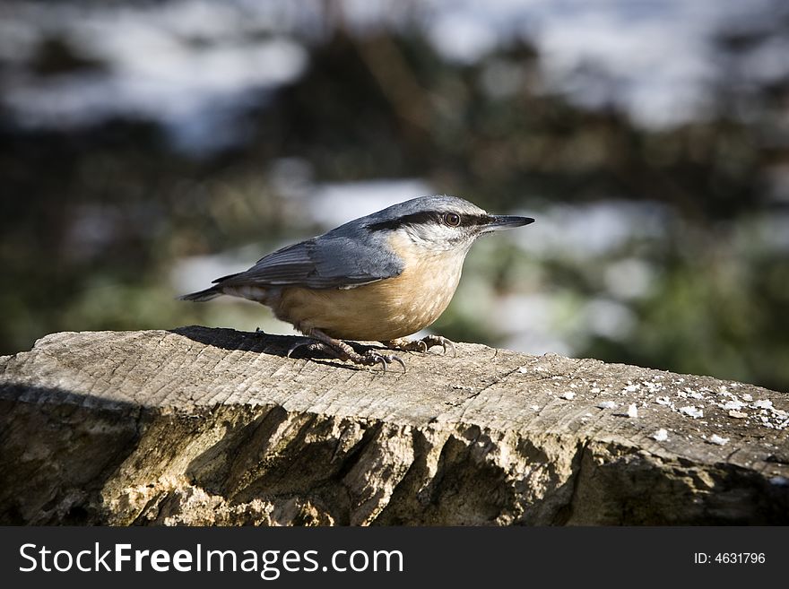 Nuthatch alighted on a piece of wood. Nuthatch alighted on a piece of wood