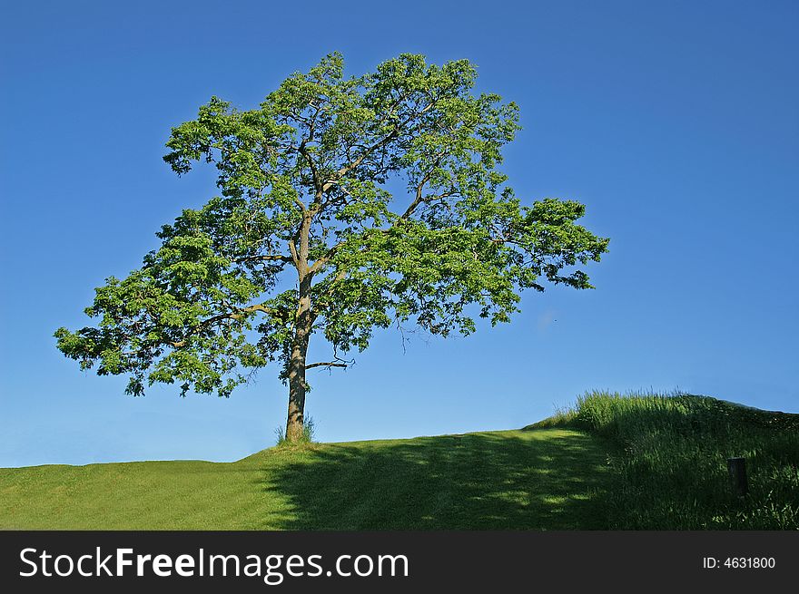 Lone tree standing on hill with blue sky background. Lone tree standing on hill with blue sky background