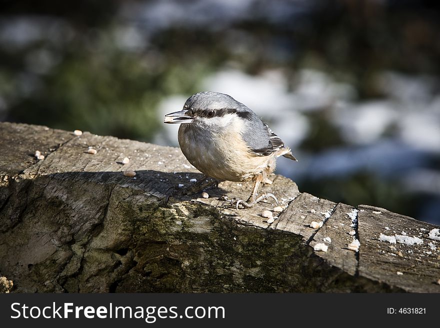 Nuthatch alighted on a piece of wood. Nuthatch alighted on a piece of wood