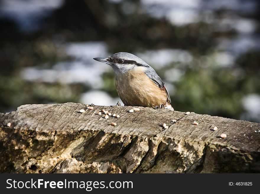 Nuthatch alighted on a piece of wood. Nuthatch alighted on a piece of wood