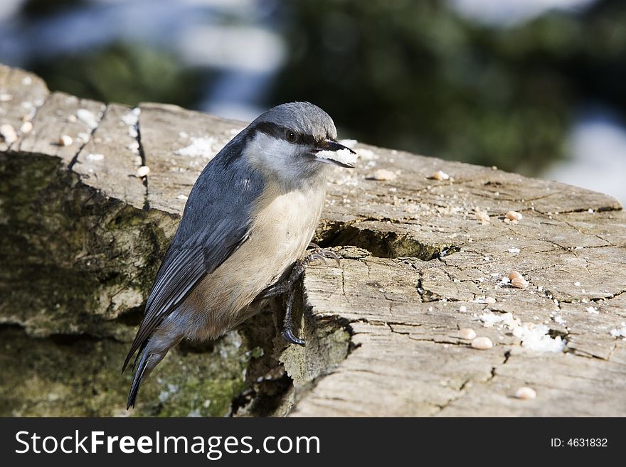 Nuthatch alighted on a piece of wood. Nuthatch alighted on a piece of wood