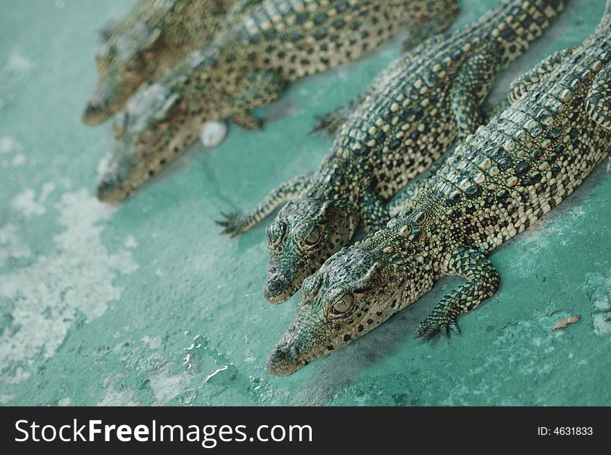 Detail of alligators on green surface. Detail of alligators on green surface