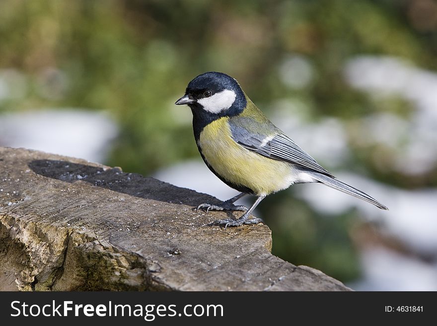 Great Tit - Parus Major alighted on wood